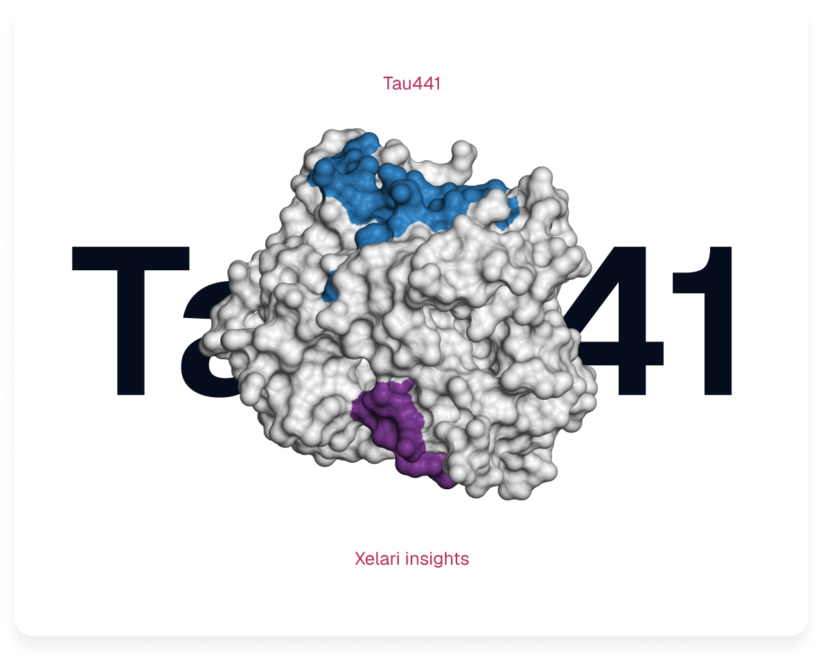 Prepared Tau441 model showing the Ala390 aptamer-design region in blue and the pThr217 antibody-associated region in purple.